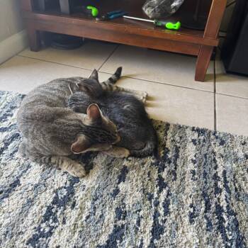 Zora -  Domestic Short Hair Cat for Adoption in West Palm Beach, Florida - Zora | PetCurious