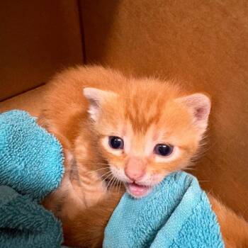 Domestic Short Hair Cats Available for Adoption in League City, Texas - Pippin (ORG) | PetCurious
