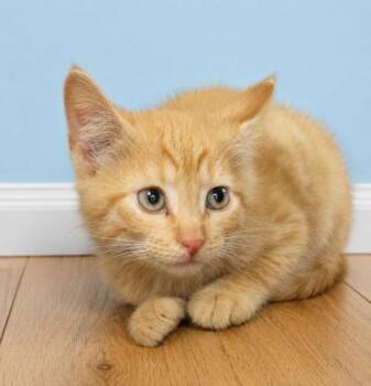 Domestic Short Hair Cats Available for Adoption in West Memphis, Arkansas - Lumber Jack | PetCurious