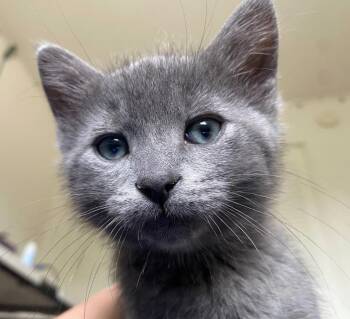 Kevin -  Domestic Medium Hair Cat Available for Adoption in Indianapolis, Indiana - Kevin | PetCurious