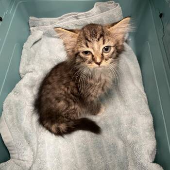 07/06/2026-Stray-WakefieldWay -  Domestic Short Hair Cat for Adoption in Columbus, Georgia - 07/06/2026-Stray-WakefieldWay | PetCurious