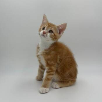 Shock -  Domestic Short Hair Cat for Adoption in State College, Pennsylvania - Shock | PetCurious