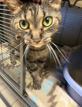 Minnie -  Domestic Short Hair Cat for Adoption in Blountville, Tennessee - Minnie | PetCurious