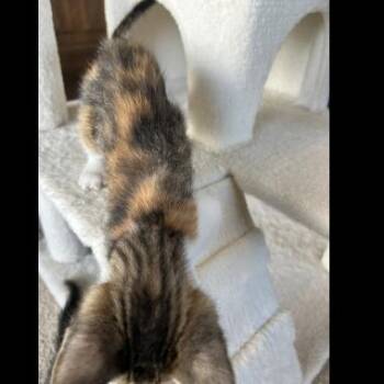 Domestic Short Hair Cats Available for Adoption in Prescott, Arizona - Artemis | PetCurious