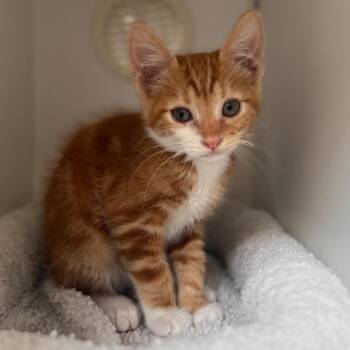 Domestic Medium Hair Cats Available for Adoption in Riverside, California - Reign | PetCurious