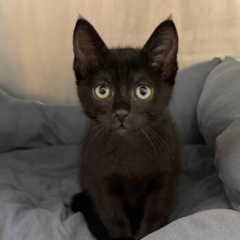 Laurence -  Domestic Short Hair Cat Available for Adoption in West Palm Beach, Florida - Laurence | PetCurious