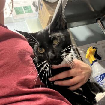 Domestic Short Hair Cats Available for Adoption in Chattanooga, Tennessee - Seamus | PetCurious