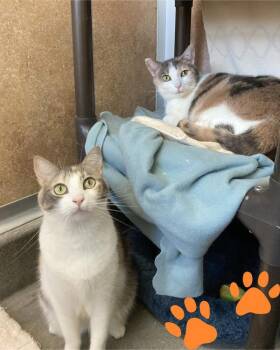 Domestic Short Hair Cats Available for Adoption in Novato, California - Kat | PetCurious
