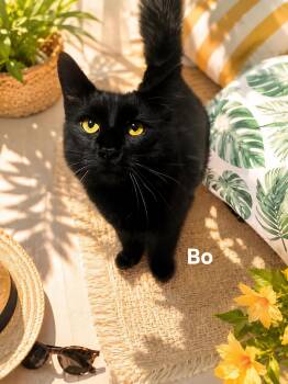 Bo -  Domestic Medium Hair Cat Available for Adoption in Chicopee, Massachusetts - Bo | PetCurious