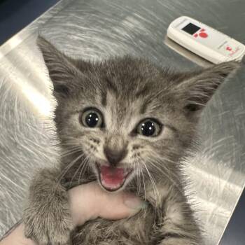 Pika -  Domestic Short Hair Cat for Adoption in Greensboro, North Carolina - Pika | PetCurious