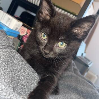 Ghost Pepper -  Domestic Short Hair Cat for Adoption in Charlottesville, Virginia - Ghost Pepper | PetCurious