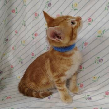 Mojave (blue collar) -  Domestic Short Hair Cat for Adoption in Coos Bay, Oregon - Mojave (blue Collar) | PetCurious