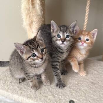 Bonnie 3 -  Domestic Short Hair Cat for Adoption in Cumming, Georgia - Bonnie 3 | PetCurious