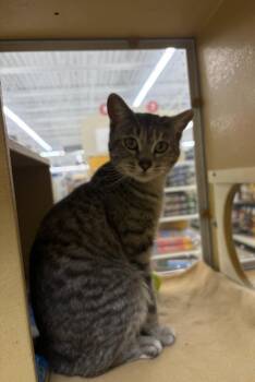 Domestic Short Hair Cats Available for Adoption in Dayton, Minnesota - Piper | PetCurious