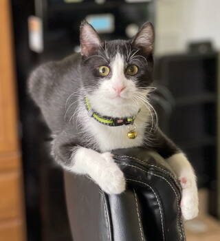 Rescue Domestic Short Hair and Tuxedo Cats for Adoption in Texarkana, Texas - Yoyo | PetCurious