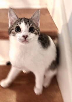 Rescue Tabby Cats for Adoption in Franklin, Tennessee - KITTEN FROST | PetCurious