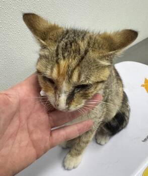 Ethel -  Domestic Short Hair Cat for Adoption in West Chester, Pennsylvania - Ethel | PetCurious