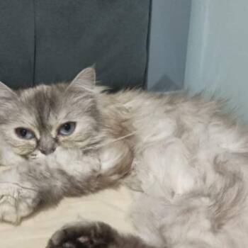 Rescue Persian and Himalayan Cats for Adoption in Brampton, Ontario - Bimbo | PetCurious