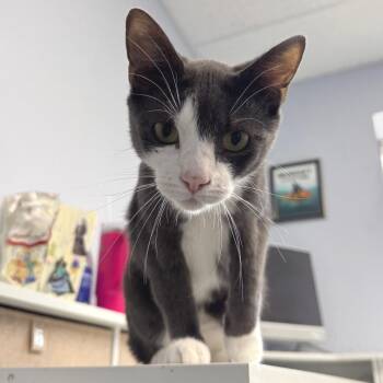 Koala -  Domestic Short Hair Cat for Adoption in Zimmerman, Minnesota - Koala | PetCurious