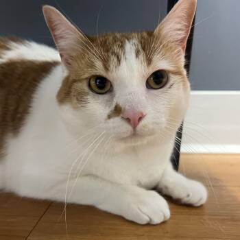 American Bobtail Cats Available for Adoption in Jacksonville, Florida - Nilah | PetCurious