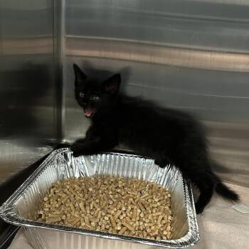 Cheez Its -  Domestic Short Hair Cat for Adoption in Greensboro, North Carolina - Cheez Its | PetCurious