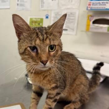 Murphy -  Domestic Medium Hair Cat for Adoption in Charleston, West Virginia - Murphy | PetCurious