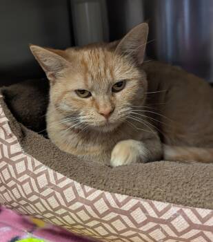 Rescue Domestic Short Hair Cats for Adoption in La Crescent, Minnesota - MARMALADE | PetCurious