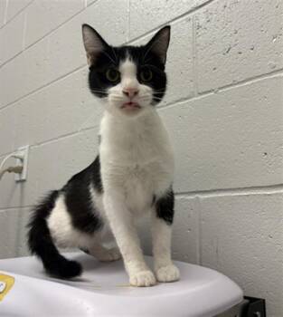 INDY -  Domestic Short Hair Cat for Adoption in Indianapolis, Indiana - INDY | PetCurious