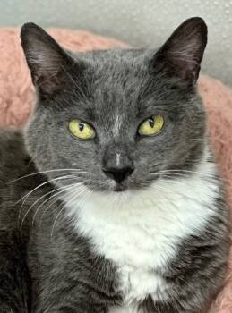 Rescue Domestic Short Hair Cats for Adoption in Cumberland, Maine - Myrtle | PetCurious