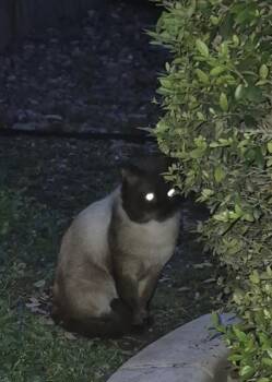 Siamese Cats Available for Adoption in San Antonio, Texas - HEFF | PetCurious