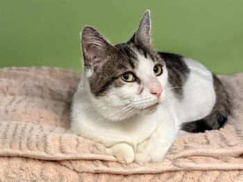 ELTON -  Domestic Short Hair Cat for Adoption in Fort Lauderdale, Florida - ELTON | PetCurious