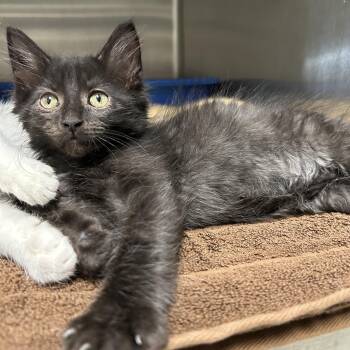 Rescue Domestic Short Hair Cats for Adoption in La Grange Park, Illinois - Anemone 4 Of 6 | PetCurious