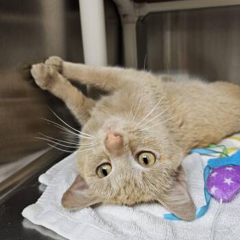 Tabby Cats Available for Adoption in Bluffton, Indiana - Cheddar | PetCurious