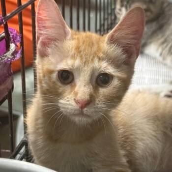 Twix -  Domestic Short Hair Cat for Adoption in Riverwoods, Illinois - Twix | PetCurious