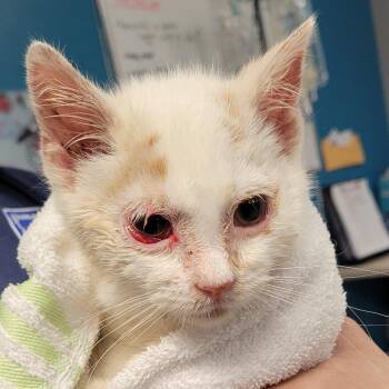 Domestic Short Hair Cats Available for Adoption - Queso (In Foster) | PetCurious