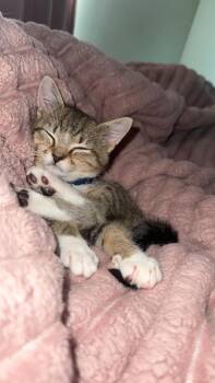 Domestic Short Hair Cats Available for Adoption - Kodiak | PetCurious