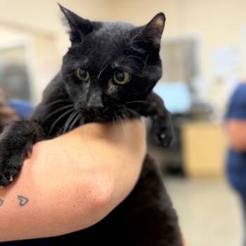 Magritte -  Domestic Short Hair Cat for Adoption in Reno, Nevada - Magritte | PetCurious