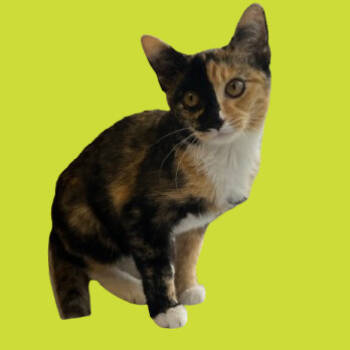 Rescue Domestic Short Hair Cats for Adoption in Tuscaloosa, Alabama - Bibby | PetCurious