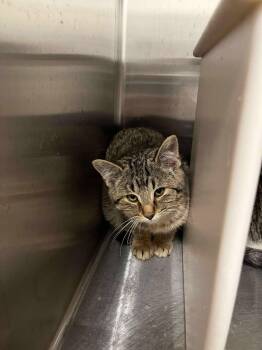 Rescue Domestic Medium Hair Cats for Adoption in Ludington, Michigan - Levi | PetCurious