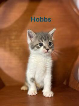 Domestic Short Hair Cats Available for Adoption in The Woodlands, Texas - Butterfly | PetCurious
