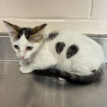 Itty Bitty -  Domestic Short Hair Cat for Adoption in San Antonio, Texas - Itty Bitty | PetCurious