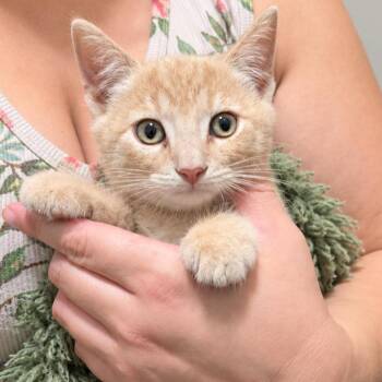 Delia Deetz -  Domestic Short Hair Cat for Adoption in Quincy, Ohio - Delia Deetz | PetCurious