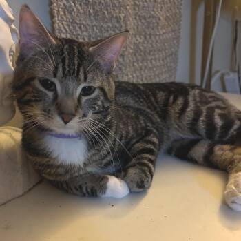 Domestic Short Hair Cats Available for Adoption in York, Pennsylvania - Spirit | PetCurious