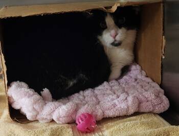 Rescue Domestic Short Hair Cats for Adoption in Pontiac, Michigan - Thumper | PetCurious