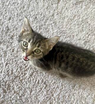 Cricket -  Domestic Short Hair Cat for Adoption in Lafayette, Colorado - Cricket | PetCurious