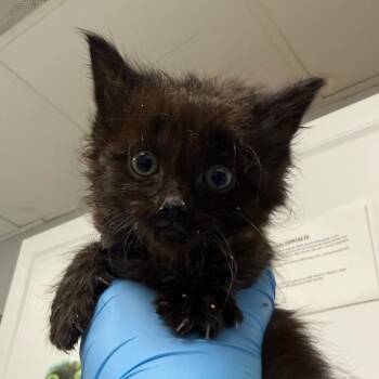 Yamaha -  Domestic Short Hair Cat for Adoption in Greenville, South Carolina - Yamaha | PetCurious