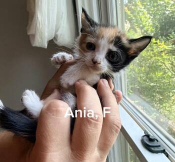 Calico Cats Available for Adoption in Shrewsbury, Massachusetts - Ania | PetCurious