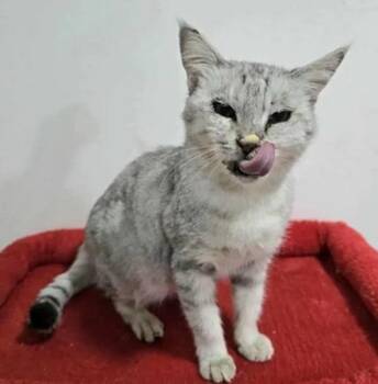 Rescue Silver and Egyptian Mau Cats for Adoption in Madison, Wisconsin - LAVINA | PetCurious