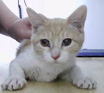 Rescue Domestic Short Hair Cats for Adoption in Dayton, Minnesota - Gunner | PetCurious
