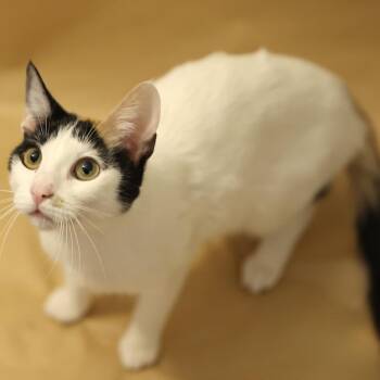 Marmalade -  Domestic Short Hair Cat for Adoption in Layton, Utah - Marmalade | PetCurious